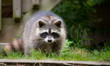 Raccoon (Procyon lotor(s) in the woods at a feeder.  Smart young animals playfully and shyly make an appearance from the woods.