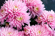 Bouquet Of Pink Chrysanthemums
