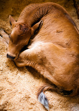 Newborn Calf, Baby Cow Lying Down On Straw In A Barn