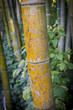 Détail d'une tige de bambou jaune dans la Bambouseraie d'Anduze