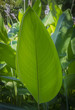 Détail d'une feuille verte d'une plante grasse dans la Bambouseraie d'Anduze