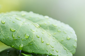 Wall Mural - Rain drops on leaf