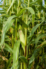 Wall Mural - Sweet corn growing in the farm field