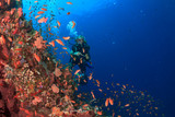 Fototapeta Do akwarium - Scuba dive. Coral Reef. Tropical fish. Underwater sea ocean