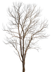 dead tree or dry tree branch isolated on white background with clipping path.