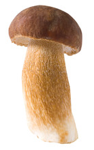 Mushroom Boletus Edulis Reticulatus Isolated On White Background