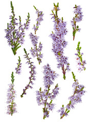 Wall Mural - set of lilac heather blossoms isolated on white