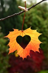 Wall Mural - Autumn leaves. Fall leaves. Autumn leaf with heart. Autumn love.  