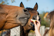 portrait of a horse eats apples, feeding, selective focus on the