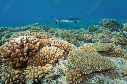Corals On The Ocean Floor With A Grey Reef Shark In