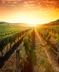 Rows of vines on sunrise