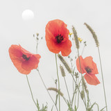 Fototapeta Maki - Drei rote Mohnblumen Gräser und Sonne im Morgennebel – Three Red Poppies grasses and sun in the morning mist