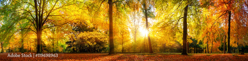 Fotografia Panorama von einem herrlich schönen Wald im Herbst bei goldenem Sonnenschein