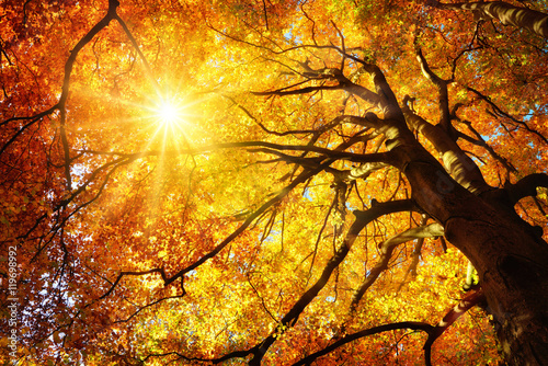 Fotomural Majestuosa haya en otoño: el árbol es cálidamente iluminado por el sol
