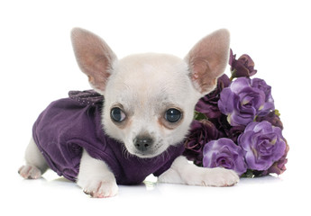 Canvas Print - dressed chihuahua in studio