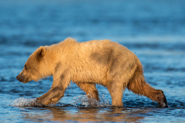 Alaskan brown bear cub