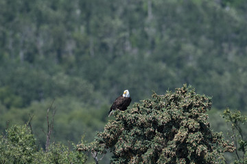 Sticker - Bald eagle in a tree