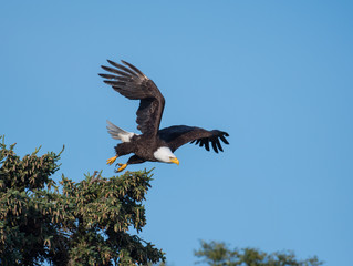 Wall Mural - bald eagle taking flight from a tree