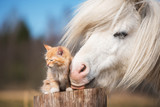 Fototapeta Pokój dzieciecy - Little red kitten with white shetland pony