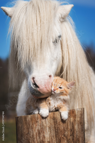 Foto-Lamellenvorhang - White shetland pony kissing little red kitten (von Rita Kochmarjova)