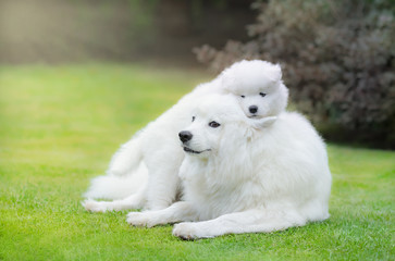 Sticker - Samoyed dog with puppy of Samoyed dog