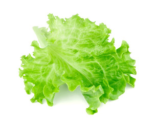 Lettuce leaf