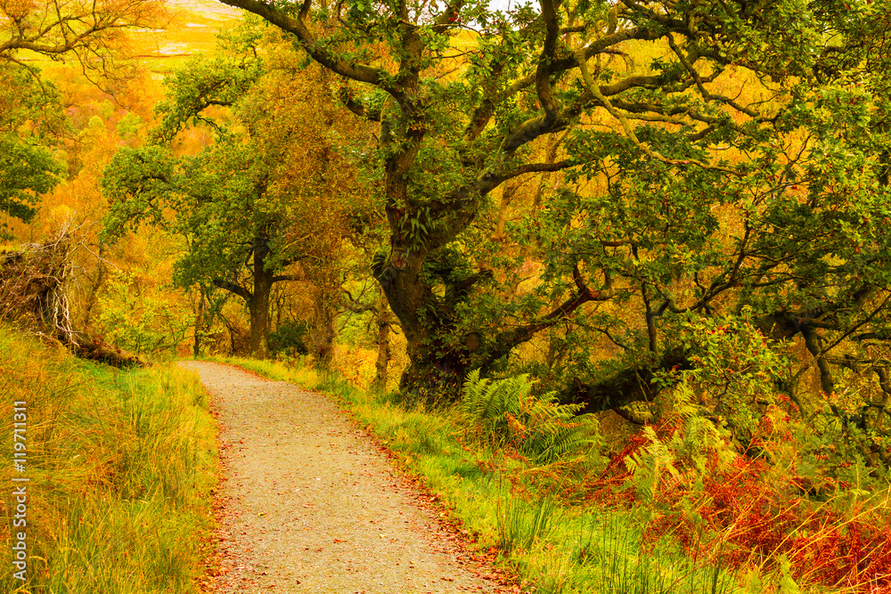 Autumn landscape with trees Stock Photo | Adobe Stock