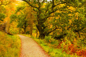 Canvas Print - Autumn landscape with trees