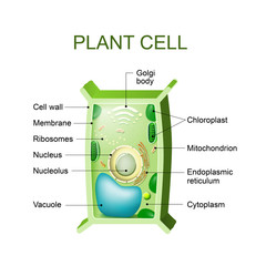 Wall Mural - Plant cell anatomy