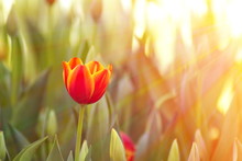 Orange Tulip Flower In Green Garden With Sunlight Effect