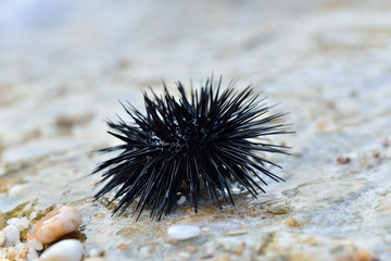 Sea urchin on a stone