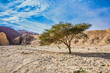 Tree Desert Acacia tortilis