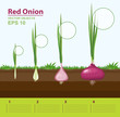 Phases of growth of a red onion in the garden