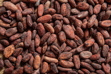 Wall Mural - Cocoa beans as background