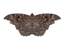 Moth Butterfly, Giant Silk Moth Butterfly On White Background