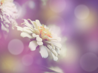 Wall Mural - Floral abstract background.