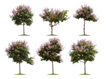 Collection Of Trees With Pink Or Purple Flower On White Background