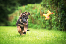 German Shepherd Puppy Playing With A Toy