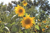 Sonnenblumen