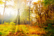 magischer Morgen im Herbstwald