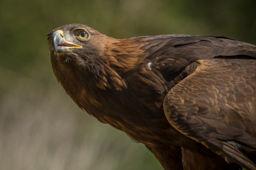 Leinwandbilder - a horizontal half length portrait of a golden eagle alert and looking up to the sky