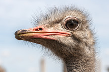 Portrait Of An Ostrich In Sunny Day