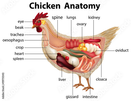 Cuadros en Lienzo Diagram showing anatomy of chicken