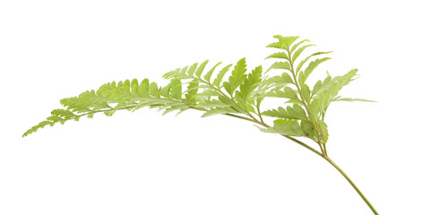 Wall Mural - fern isolated