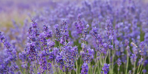   crimean lavender flowers, local focus, shallow DOF 