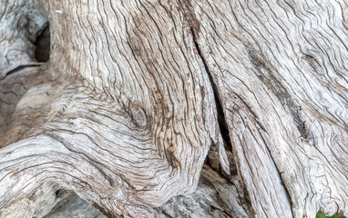 Wooden texture