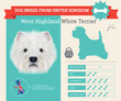 West Highland White Terrier dog breed vector infographics
