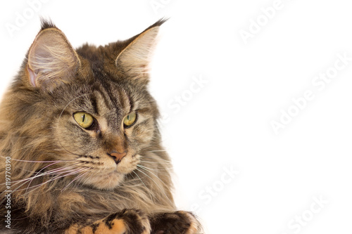 Cat Breed Maine Coon With Long Antennae Buy This Stock Photo And