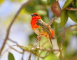 cardinal, oiseau rouge des tropiques