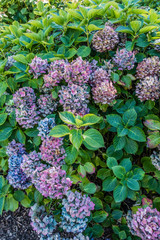 Hydrangea Flowers Macro 2